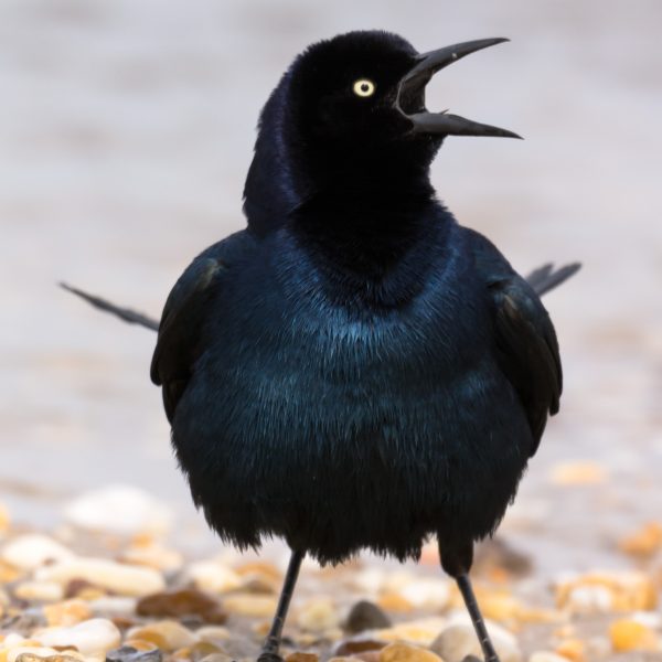American birds