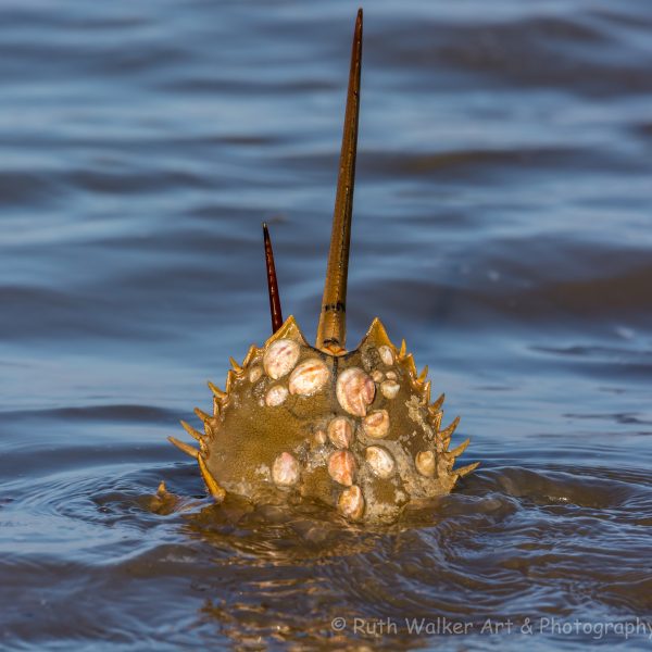 Horseshoe Crabs
