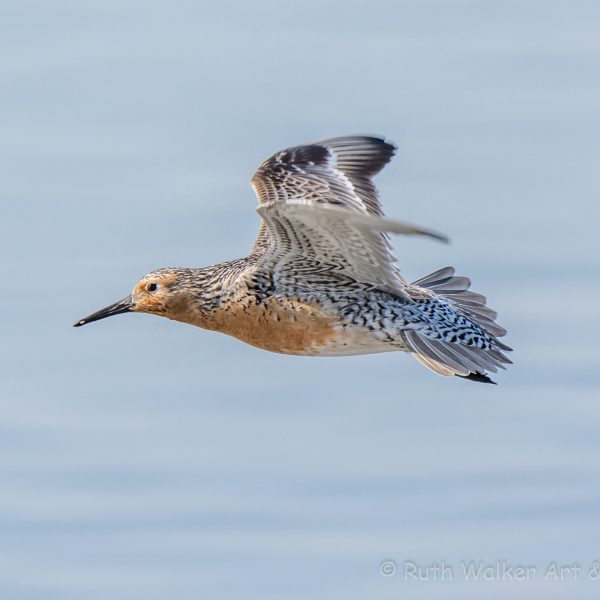 American waders