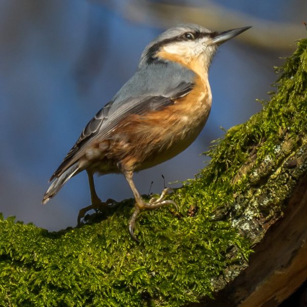 British Birds