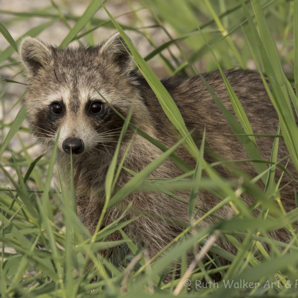 American fauna