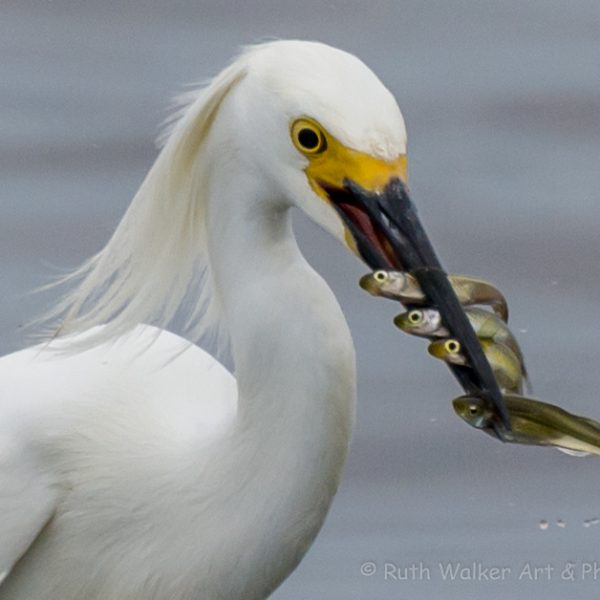 American waterbirds
