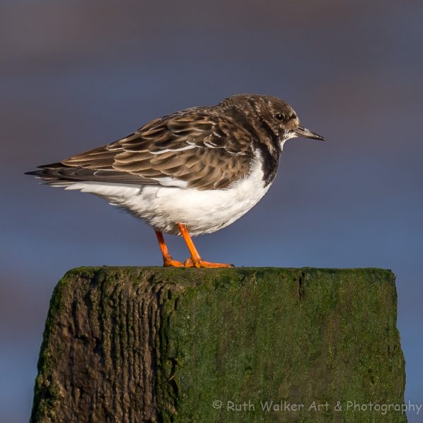 Waders