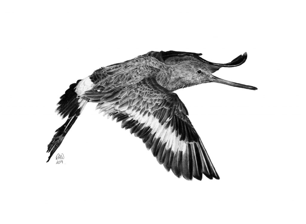 Pencil drawing of a Black-tailed Godwit in flight.