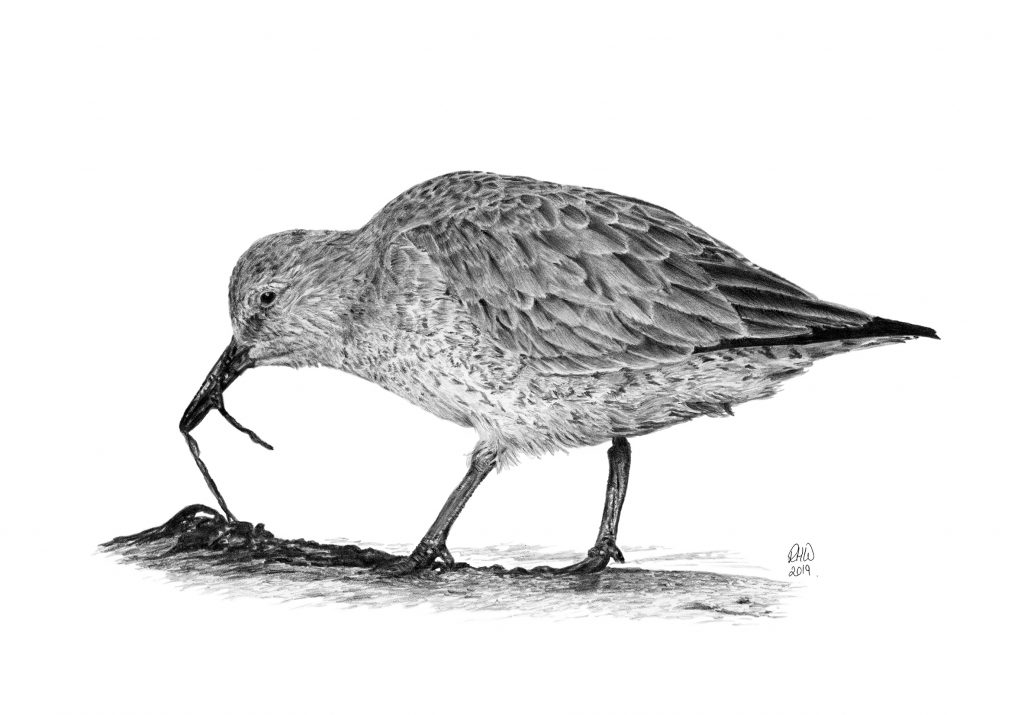 Pencil drawing of a Knot eating seaweed.