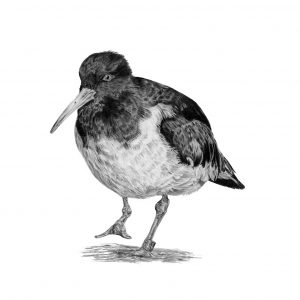 Pencil drawing of an Oystercatcher.