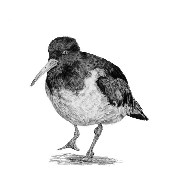 Pencil drawing of an Oystercatcher.