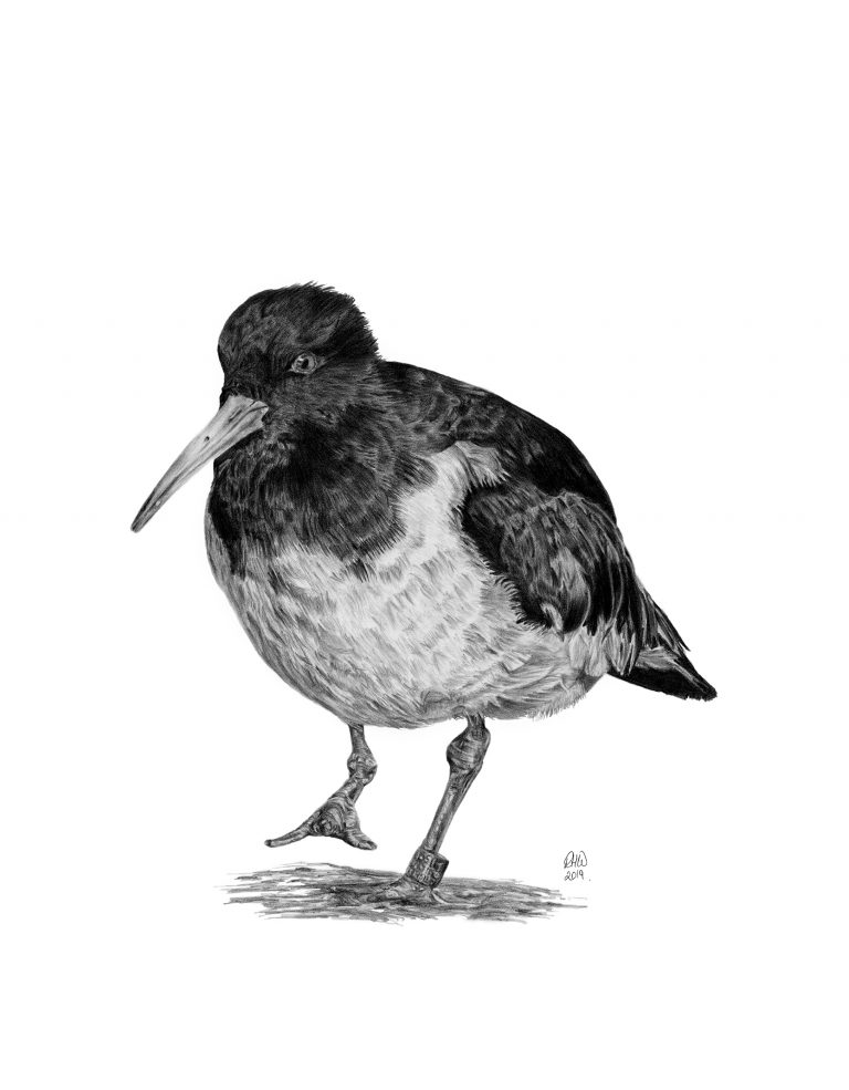 Pencil drawing of an Oystercatcher.