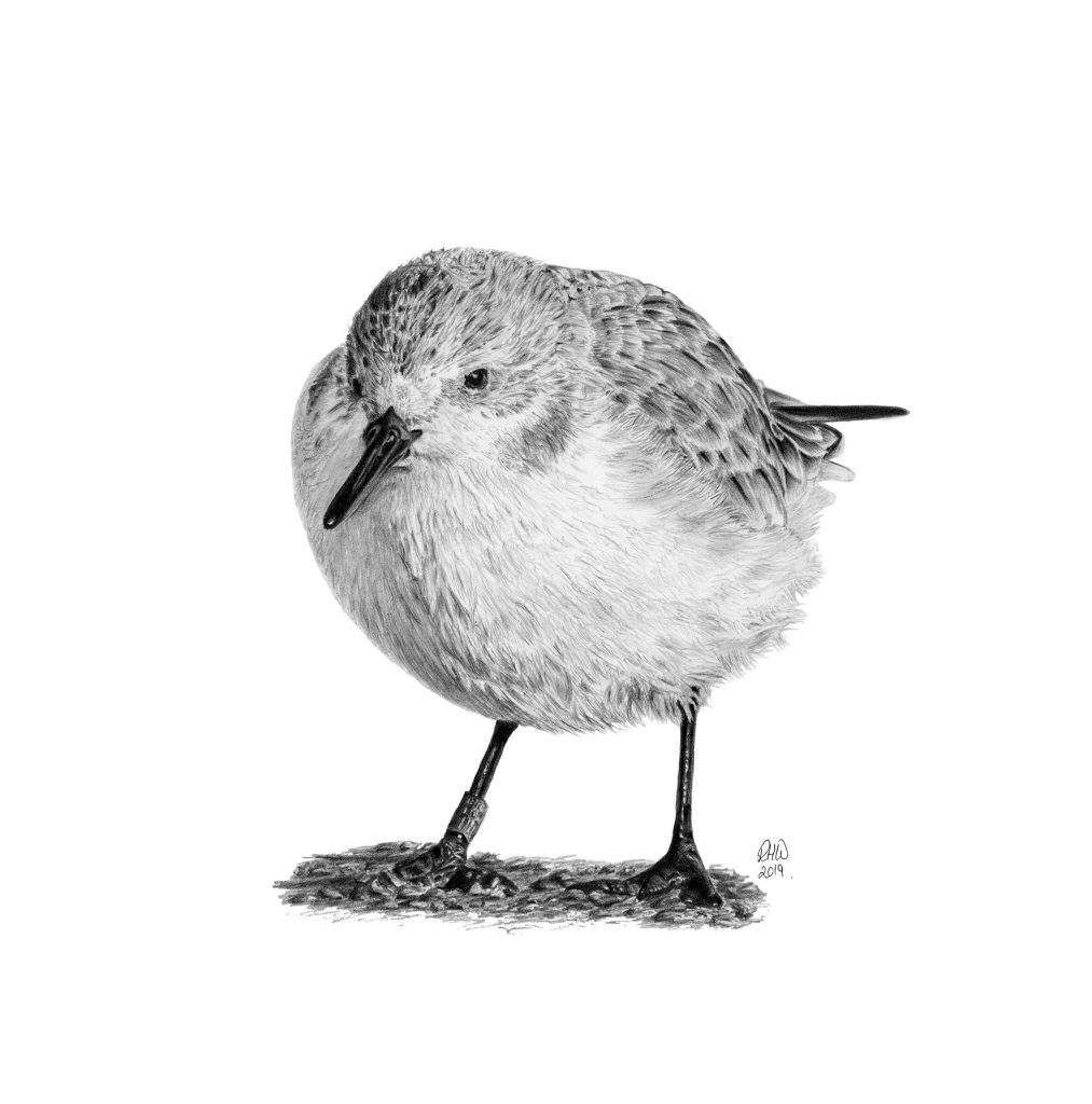 Pencil drawing of a Sanderling.