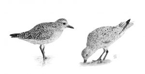 Graphite drawing of a Grey Plover and a Knot