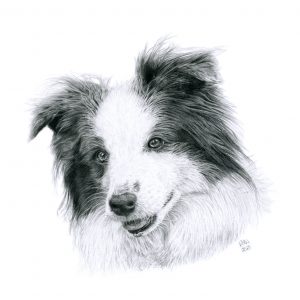 Pencil drawing of Amy the border collie