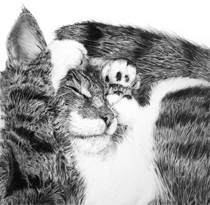Pencil portrait of Fitz the cat curled up asleep