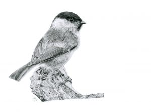Pencil drawing of a Marsh Tit sitting on a branch