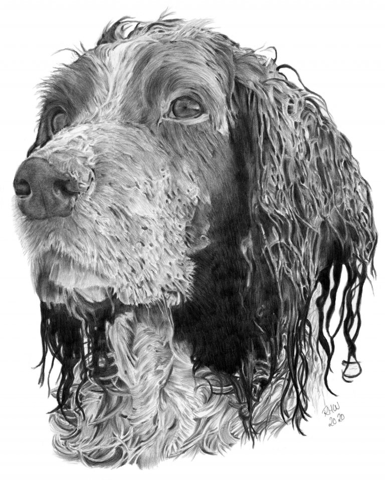 Graphite drawing of Merlin the Springer Spaniel