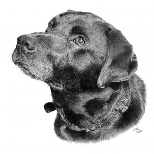 Graphite drawing of Oscar the Black Labrador