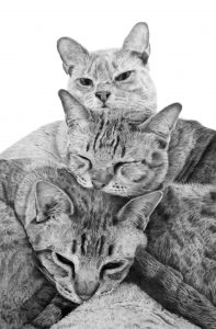 Three cats drawn in graphite