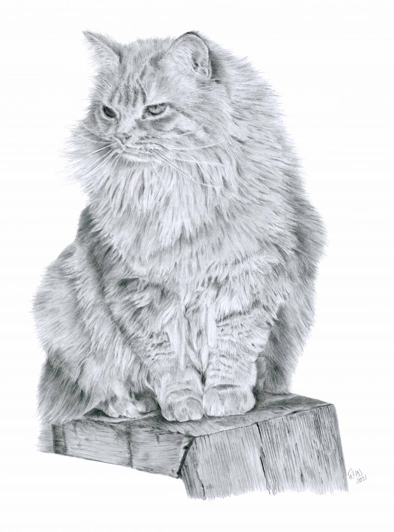 Molly the cat, sitting on a wooden board