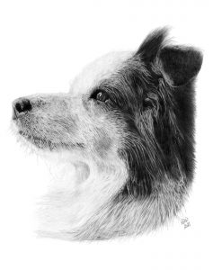 Graphite drawing of Amy the border collie looking left