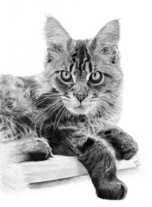 Graphite drawing of a Main Coon cat called called Arthur, staring intently at the viewer