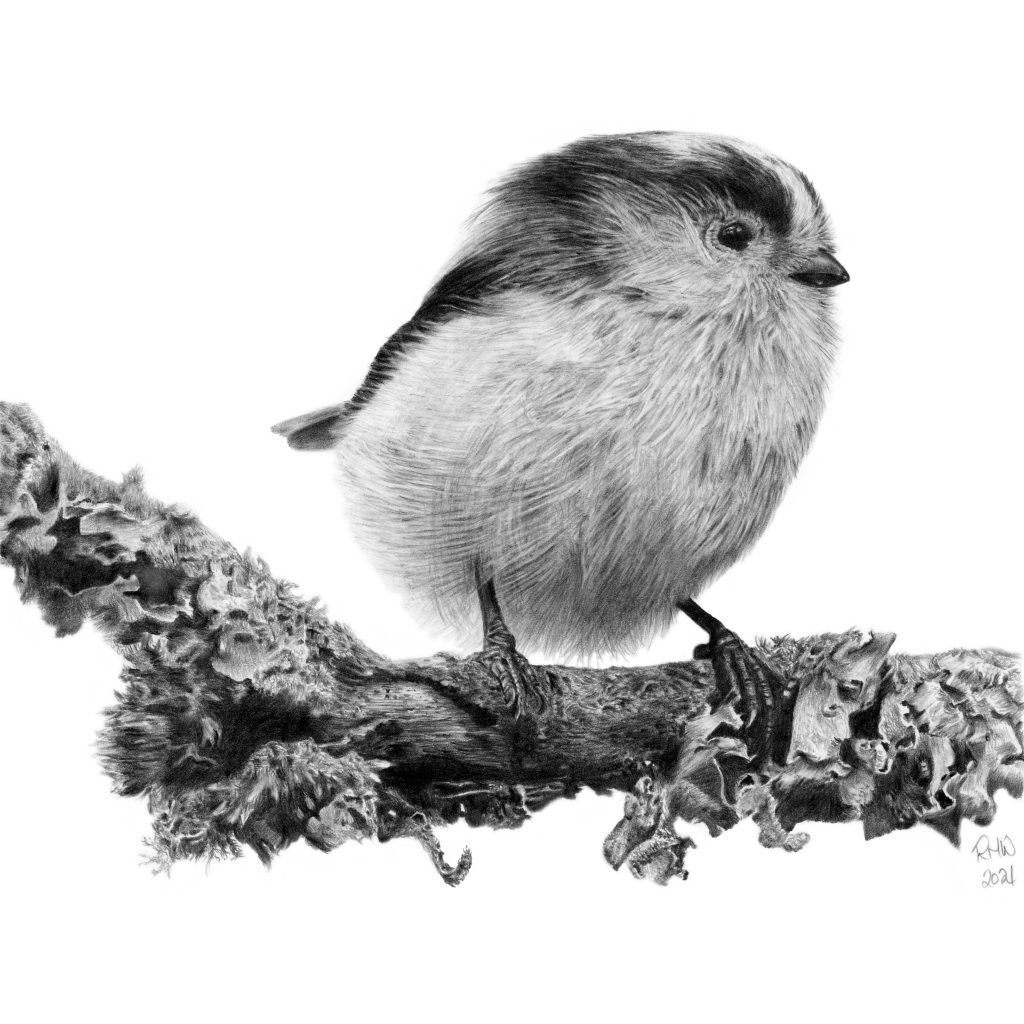 Graphite drawing of a Long-tailed Tit sitting on a branch, looking to the right. Drawn from a photo by Bill Jones.