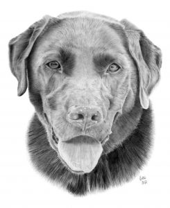 Graphite drawing of Toby, a chocolate labrador