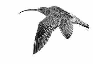 Graphite drawing of a Curlew in flight. Reference photo by Bob Brewer, Unsplash
