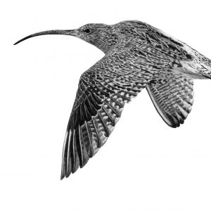 Curlew Giclée print