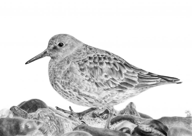 Graphite drawing of a Purple Sandpiper walking along stones at the water's edge.