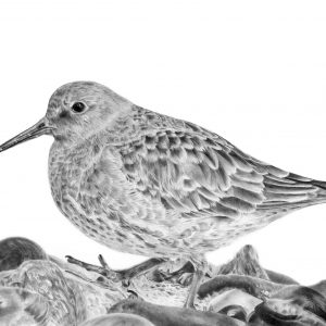Graphite drawing of a Purple Sandpiper walking along stones at the water's edge.