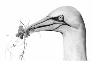 Graphite drawing of the head of a Gannet with vegetation in its beak.