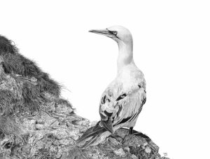 A graphite drawing of a Gannet, sitting on a cliff looking left.