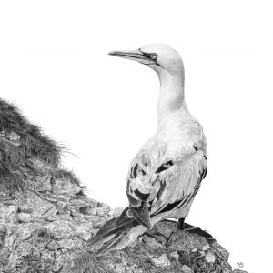 A graphite drawing of a Gannet, sitting on a cliff looking left.
