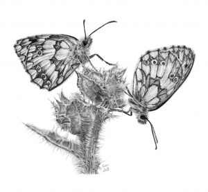 Graphite drawing of two Marbled White butterflies on a thistle, drawn from a photo by Phil Mumby