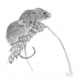 graphite drawing of two harvest mice sitting on an ear of corn.