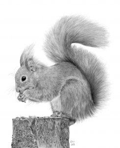 Graphite drawing of a Red Squirrel, sitting atop a tree stump, eating a nut that has been placed there for it.