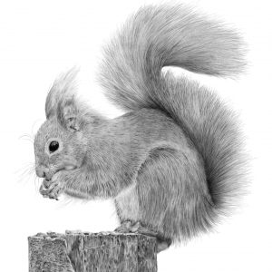 Graphite drawing of a Red Squirrel, sitting atop a tree stump, eating a nut that has been placed there for it.