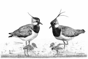 Graphite drawing of two Lapwings with chicks standing in water, from original photographs by Ger Bosma