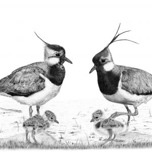 Lapwings with chicks Giclée print