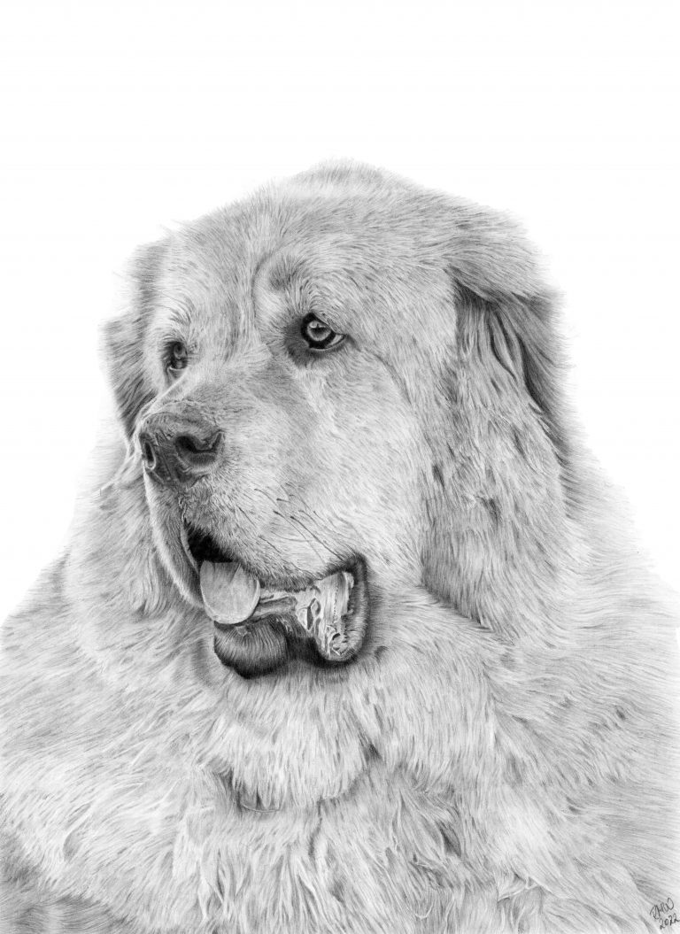 Graphite drawing of Lemmy, a Tibetan mastiff
