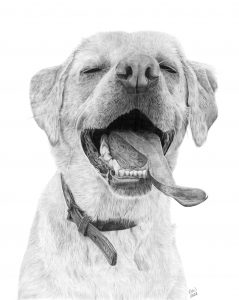 Graphite drawing of a labrador laughing, with his eyes closed and tongue lolling.