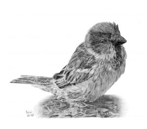 Graphite drawing of a juvenile House Sparrow on wet ground. From a photograph by Rob Robinson.