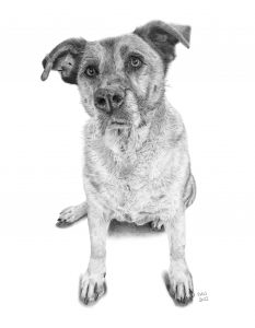 Graphite drawing of a dog called Tammy looking up with a slightly tilted head