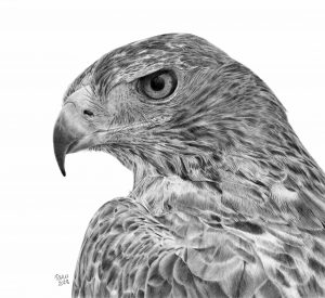 Graphite drawing of a Golden Eagle looking left.