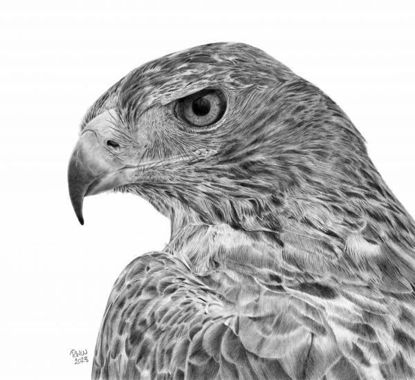 Graphite drawing of a Golden Eagle looking left.