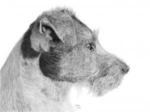 Graphite drawing of Gunner, a Parson's terrier, looking to the right