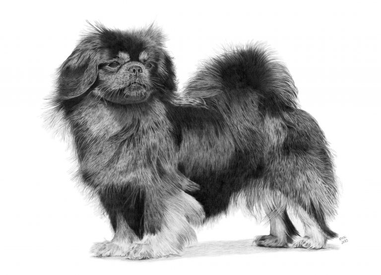 Graphite drawing of a Tibetan Spaniel standing in a show pose, looking to the right.