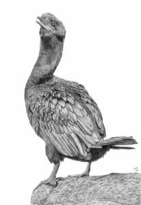 Graphite drawing of a Shag, a large, black seabird, sitting on a rock looking left.