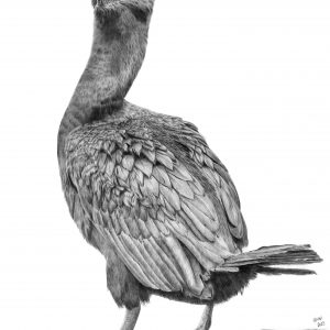 Shag Giclée print