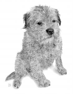 Graphite drawing of Jazz, a border terrier.