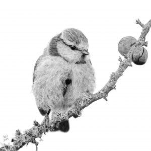 Graphite drawing of a Blue Tit sitting on a lichen covered branch, looking to the left. There are two berries on the branch to the bird's left.